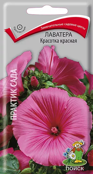 Семена Лаватера Красотка красная.
Крупные красивые яркие цветы. Мощные ветвистые растения высотой до 60 см. Обильное цветение с июля до конца сентября. Очень эффектны в групповых посадках, миксбордерах, цветы лаватеры хороши для срезки. 
Агротехника. Растение светолюбивое, холодостойкое, засухоустойчивое. К почвам не требовательное. Размножают посевом семян в открытый грунт в мае. Глубина заделки семян 0,5-1,0 см. При температуре почвы +15°C всходы появляются на 7-14 день. Молодые растения высаживают на расстоянии 25-30 см друг от друга. Семена соответствуют требованиям международных стандартов и ГОСТу РФ 12260-81.