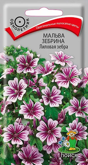 Семена Мальва Зебрина Лиловая зебра из каталога Мальва Семена Мальва Зебрина Лиловая зебра.
Оригинальная мальва с полосатыми цветами. Побеги прямостоячие, высотой около 100 см. Листья округлые, на длинных черешках. Цветы около 4 см диаметром лилово-розовые с контрастными насыщенно-сиреневыми штрихами. Используют для групп на фоне газона, миксбордеров, декорирования стен и заборов.
Агротехника. Растение светолюбивое, к почвам не. требовательно, но лучше растет и продолжительнее цветет на плодородных рыхлых почвах. При выращивании рассады посевы проводят в феврале-марте. Можно высевать семена в открытый грунт в конце апреля. Семена заделывают на глубину 0,5-1 см. При температуре почвы +22-25°С всходы появляются на 10-14 день. Растение может перезимовать с легким укрытием.