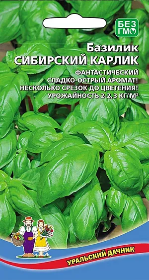 Семена Базилик Сибирский карлик