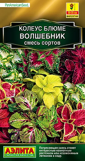 <div>
 Семена Колеус Волшебник смесь окрасок.
</div>
Популярное декоративнолиственное растение, которое с равным успехом используется как комнатное и как садовый летник. Выращивать его из семян – большое удовольствие, он отлично удается даже у новичков цветоводства. Невероятно яркие, «попугайные» расцветки, бархатная фактура и разнообразная форма листьев воспринимаются с неизменным восхищением. Листья не выгорают на солнце, их насыщенный цвет сохраняется на протяжении всего сезона. Быстрорастущая «крапивка» хорошо смотрится в контейнерных композициях с другими летниками, в группах, на клумбах, в бордюрах, массивами на рабатках. Для максимальной декоративности колеусу необходим яркий свет, защита от ветров, легкая питательная почва. Чтобы растение не тратило сил на цветение, удаляйте цветочные стрелки сразу после их появления.
Агротехника. Посев семян на рассаду в марте. Сеют поверхностно, без заделки, под стекло. Всходы появляются через 10-12 дней. С появлением рисунка на листьях сеянцы пикируют в отдельные горшки. При достижении растениями высоты 7-8 см проводят формирующую прищипку. Высадка рассады в грунт – в начале июня. Для хорошего роста растениям необходим своевременный полив, регулярная прополка, рыхление и подкормка минеральными удобрениями.