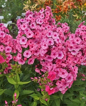 Флокс метельчатый Ларисса Флокс метельчатый Ларисса