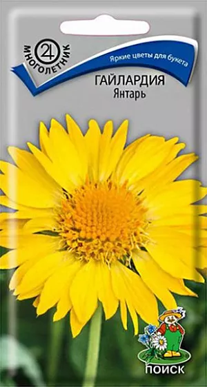 Гайлардия Янтарь из каталога Гайлардия Семена Гайлардия Янтарь. Растение высотой 70-75 см. Длинные, гибкие, свободно приподнятые над листьями цветоносы, заканчиваются крупными желтыми соцветиями-корзинками до 12 см в диаметре. Цветение обильное и продолжительное. Зацветают на второй год с июня по август. Используют для различных посадок и как прекрасный материал для срезки.<br>
<br>
Агротехника. Растение светолюбивое, предпочитает лёгкие, сухие почвы. Осенью следует слегка укрывать листьями. Размножается семенами (можно в грунт под зиму), делением куста. Семена можно высевать в холодные парники или гряды весной или осенью. При температуре почвы +20°С всходы появляются через 14-20 дней. Сеянцы пикируют в ящики или грунт парника. Посадку рассады в открытый грунт проводят в августе – сентябре, выдерживая расстояние между растениями 30 см.