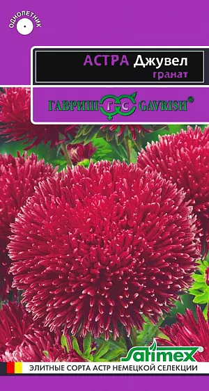 Семена Астра Джувел гранат.
Огромные игольчато-коготковые, практически шаровидные соцветия до 14 см. 
Растение пирамидальной формы, высотой 65-75 см с прочными цветоносами. На одном растении формируется до 10 соцветий бардового оттенка.
Выращивают, чаще всего, рассадным способом. 
Семена высевают в марте-апреле, пикируют с развитием первой пары настоящих листочков по схеме 5х5 см, в открытый грунт рассаду высаживают с середины мая до начала июня. 
Возможен посев семян в открытый грунт ранней весной или под зиму с последующим мульчированием торфом или опилками. 
Эффектная серия Джувел привлекает покупателей крупными соцветиями роскошной формы и отличными срезочными качествами. 
Прекрасно подойдет для оформления цветников.